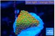Montipora red fire forest 1 cm WYSIWYG acclimaté