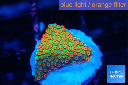 Montipora red fire forest 1 cm WYSIWYG acclimaté
