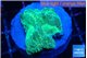 Favia green moon 2-3 cm WYSIWYG acclimaté