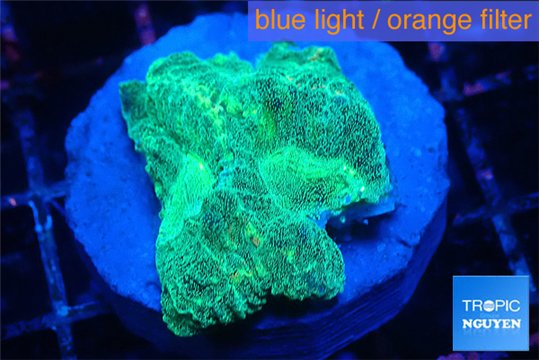 Favia green moon 2-3 cm WYSIWYG acclimaté