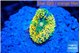 Ricordea floridae rainbow small polyp 1 polyp WYSIWYG acclimaté