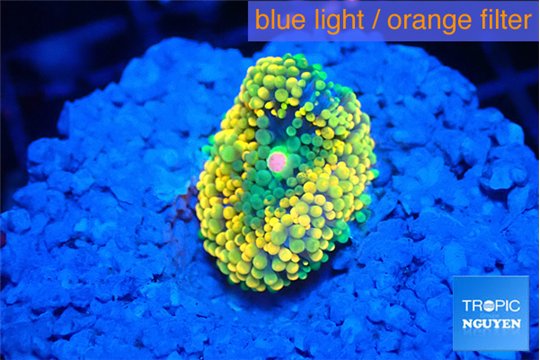 Ricordea floridae rainbow small polyp 1 polyp WYSIWYG acclimaté