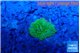 Ricordea floridae green small polyp 1 polyp WYSIWYG acclimaté