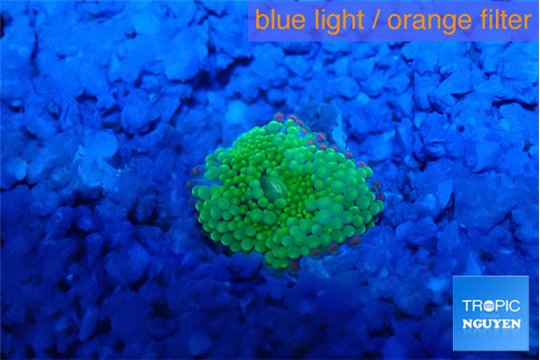 Ricordea floridae green small polyp 1 polyp WYSIWYG acclimaté