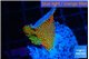Montipora red fire forest 2-3 cm WYSIWYG acclimaté