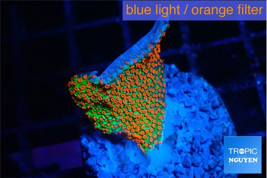 Montipora red fire forest 2-3 cm WYSIWYG acclimaté