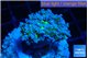 Euphyllia paradivisa green sunset 4-6 cm WYSIWYG acclimaté