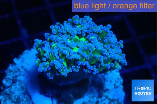 Euphyllia paradivisa green sunset 4-6 cm WYSIWYG acclimaté