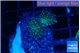 Discosoma green & blue spot small polyps 2 polyps WYSIWYG acclimaté