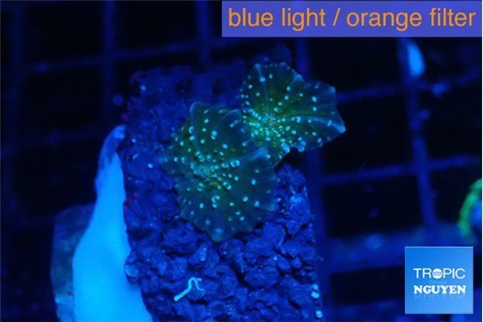 Discosoma green & blue spot small polyps 2 polyps WYSIWYG acclimaté