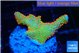Montipora red fire forest 2-3 cm WYSIWYG acclimaté