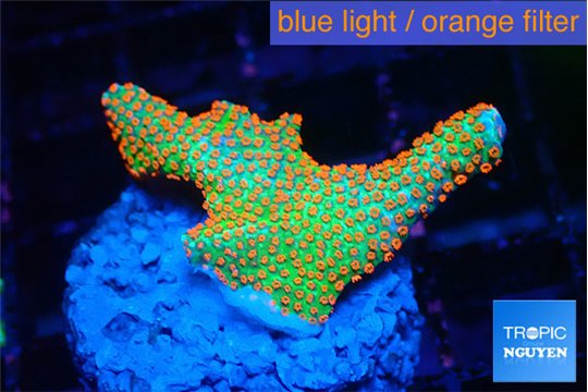 Montipora red fire forest 2-3 cm WYSIWYG acclimaté