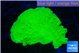 Montipora green cap 3-5 cm WYSIWYG acclimaté