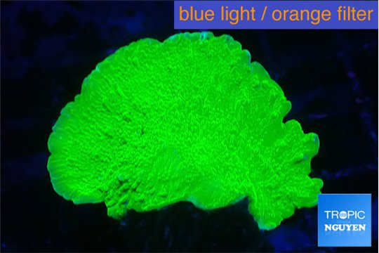 Montipora green cap 3-5 cm WYSIWYG acclimaté