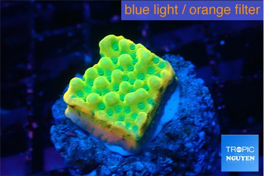 Montipora kungpao sunset phoenix 2 cm WYSIWYG acclimaté