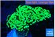 Euphyllia paraancora glow tip 4-7 cm WYSIWYG acclimaté