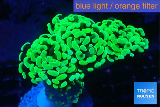 Euphyllia paraancora glow tip 4-7 cm WYSIWYG acclimaté
