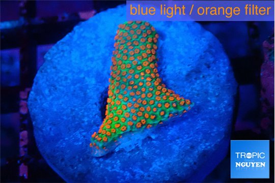 Montipora red fire forest 2-3 cm WYSIWYG acclimaté