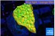 Montipora kungpao sunset phoenix 2-3 cm WYSIWYG acclimaté