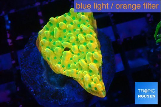 Montipora kungpao sunset phoenix 2-3 cm WYSIWYG acclimaté