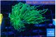 Euphyllia glabrescens green & pink purple tip 3-6 cm WYSIWYG acclimaté
