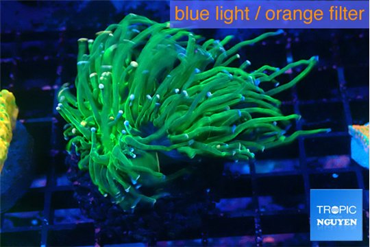 Euphyllia glabrescens green & pink purple tip 3-6 cm WYSIWYG acclimaté