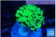 Euphyllia paraancora glow tip 3-5 cm WYSIWYG acclimaté