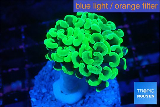 Euphyllia paraancora glow tip 3-5 cm WYSIWYG acclimaté