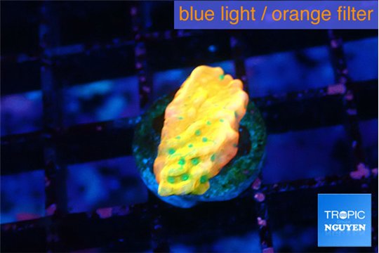 Montipora kaboom 1 cm WYSIWYG acclimaté
