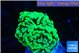 Euphyllia paraancora glow tip 3-6 cm WYSIWYG acclimaté
