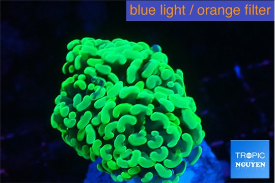 Euphyllia paraancora glow tip 3-6 cm WYSIWYG acclimaté