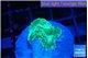 Favia green moon 2-3 cm WYSIWYG acclimaté