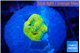Ricordea floridae rainbow small polyp 1 polyp WYSIWYG acclimaté