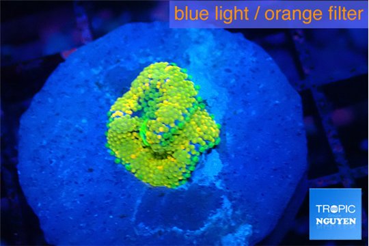 Ricordea floridae rainbow small polyp 1 polyp WYSIWYG acclimaté