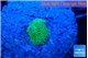 Ricordea floridae green small polyp 1 polyp WYSIWYG acclimaté