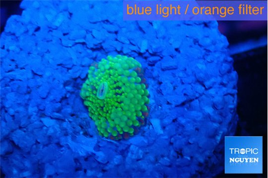 Ricordea floridae green small polyp 1 polyp WYSIWYG acclimaté