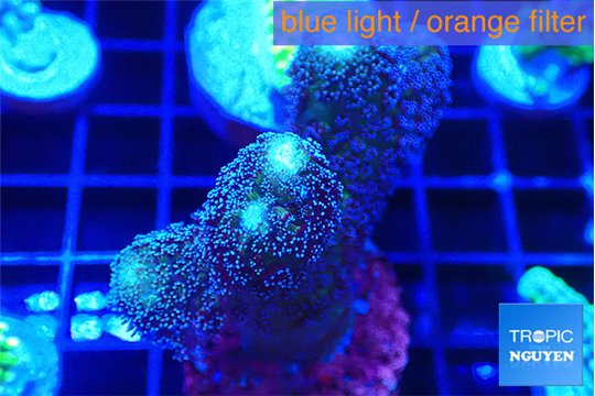 Stylophora milka 4-6 cm WYSIWYG acclimaté