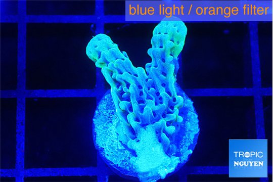 Montipora green & purple polyps 2 cm WYSIWYG acclimaté