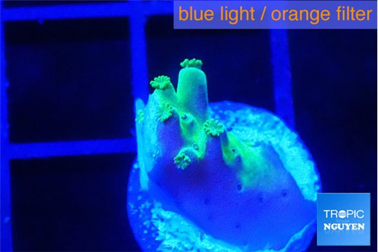 Acropora green gold 1 cm WYSIWYG acclimaté