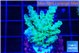 Acropora green blue Fijii 3-5 cm WYSIWYG acclimaté