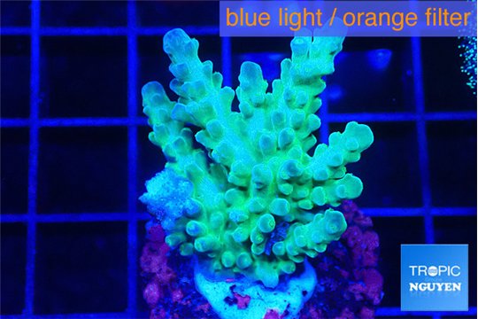 Acropora green blue Fijii 3-5 cm WYSIWYG acclimaté