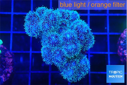 Pocillopora damicornis green & pink tip 3-5 cm WYSIWYG acclimaté