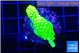 Acropora neon green 2-3 cm WYSIWYG acclimaté