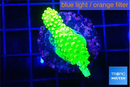 Acropora neon green 2-3 cm WYSIWYG acclimaté