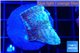 Montipora purple & blue polyps 3-4 cm WYSIWYG acclimaté