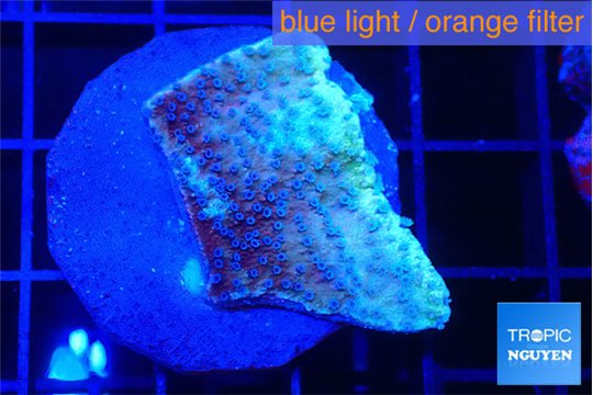 Montipora purple & blue polyps 3-4 cm WYSIWYG acclimaté