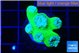 Duncanopsammia green 6 polyps WYSIWYG acclimaté
