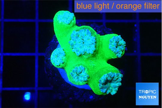 Duncanopsammia green 6 polyps WYSIWYG acclimaté