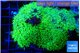Pachyclavularia full neon green 8-12 cm WYSIWYG acclimaté