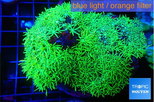 Pachyclavularia full neon green 8-12 cm WYSIWYG acclimaté